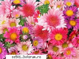 care sunt florile foastre preferate? - ale mele sunt tradafiri ale voastre - flori frumoase de toate culorile